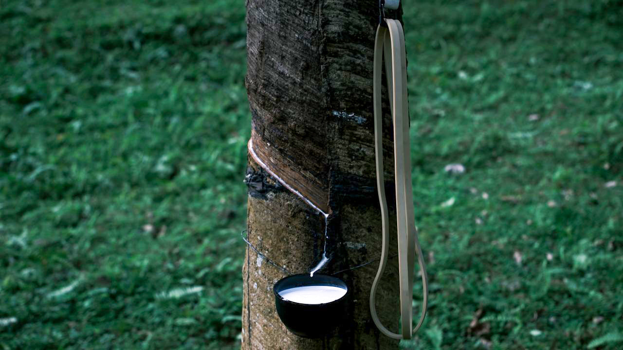 A sustainable journey: Natural rubber being tapped from an FSC-certified plantation, used to create eco-friendly resistance bands by Movement Made. Perfect for eco-conscious fitness enthusiasts.